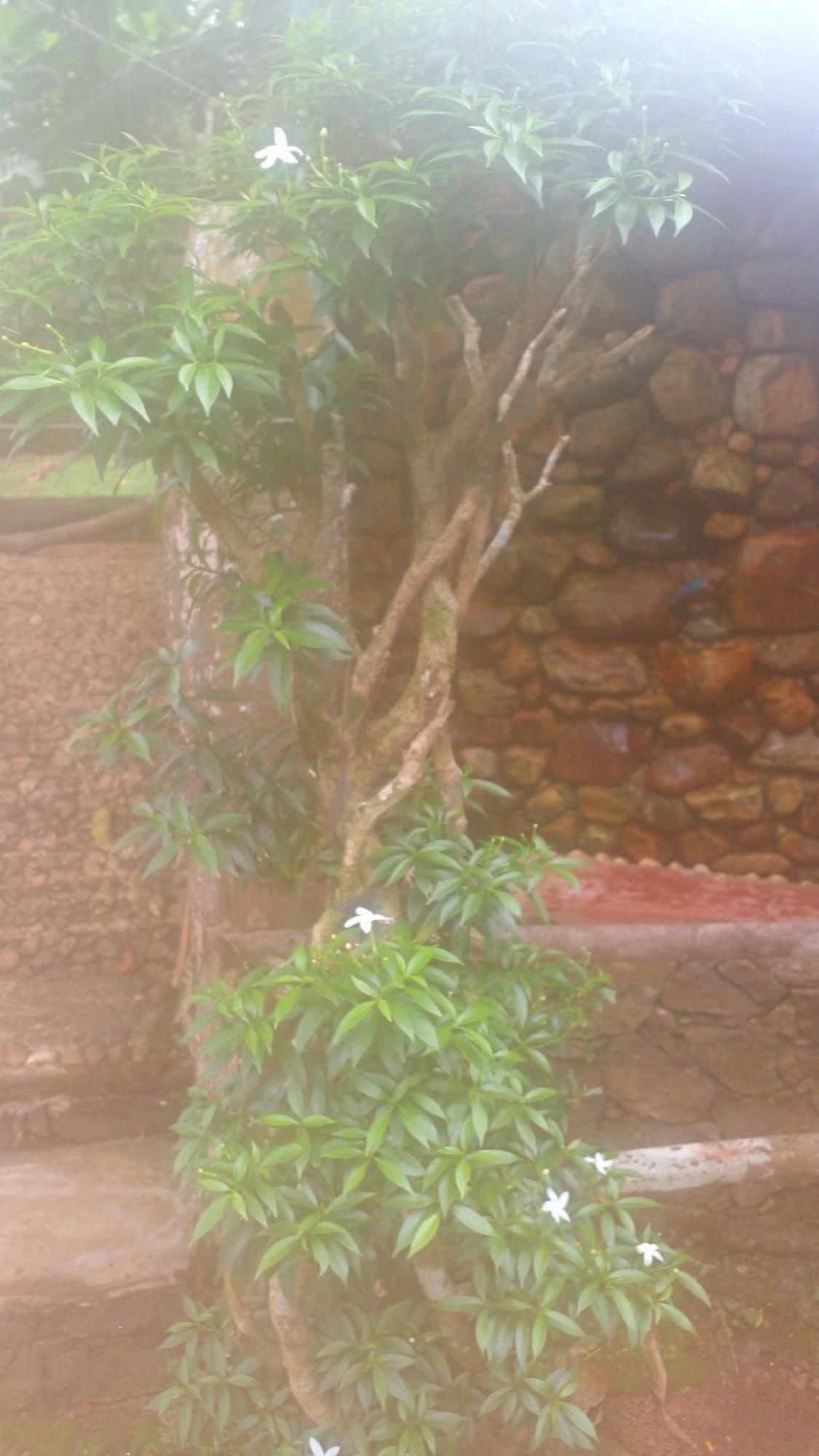 Paddy Field Villa Midigama East Δωμάτιο φωτογραφία