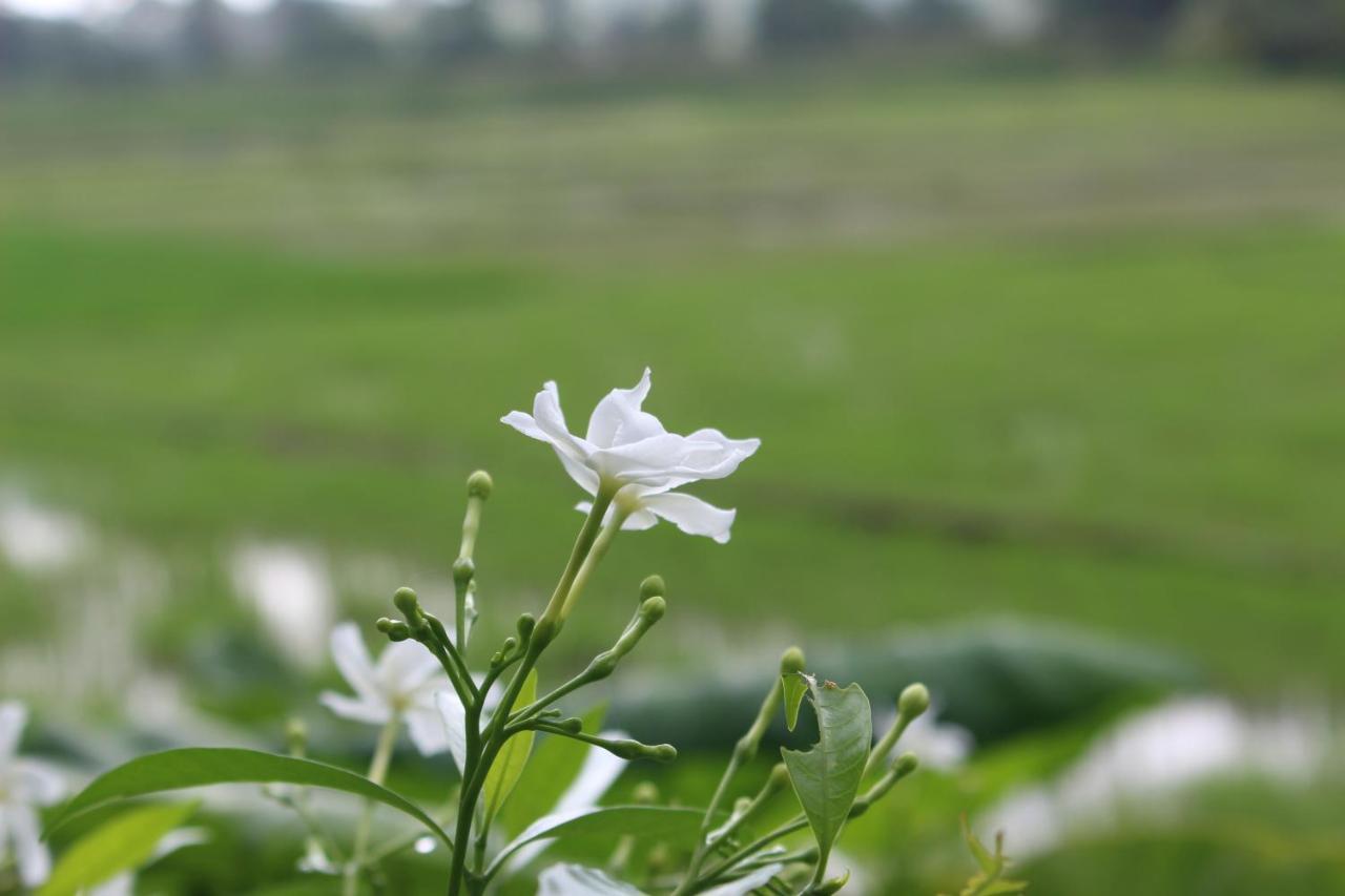 Paddy Field Villa Midigama East Εξωτερικό φωτογραφία